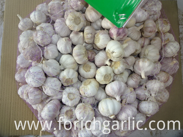 Regular White Garlic 5 0cm